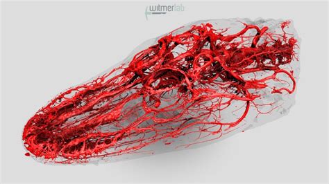 Human Blood Vessels Model