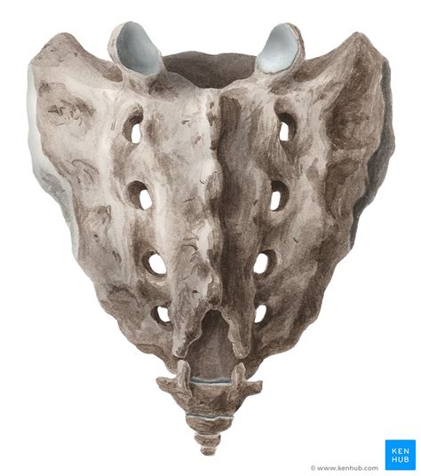 Sacrum: Anatomy and clinical aspects | Kenhub