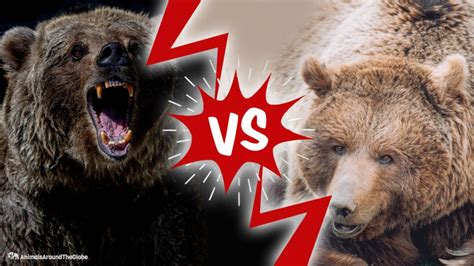 Grizzly Bear Vs Lion Size