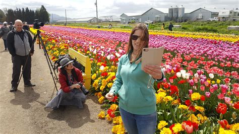 Abbotsford Tulip Festival wraps up this weekend | CityNews Vancouver