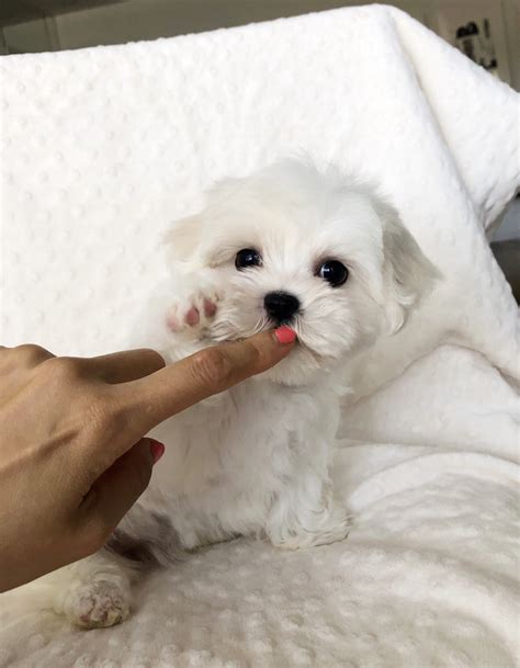 Teacup Maltese puppy! - iHeartTeacups