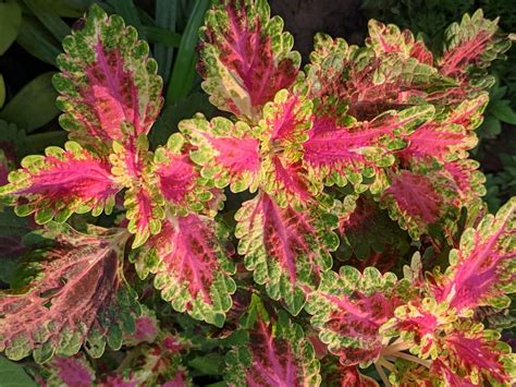 Coleus Superfine Rainbow Color Plant - Nestreeo.com