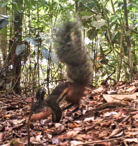 Tufted Ground Squirrel at Tawau Hills, SE Sabah – MAMMALS OF BORNEO