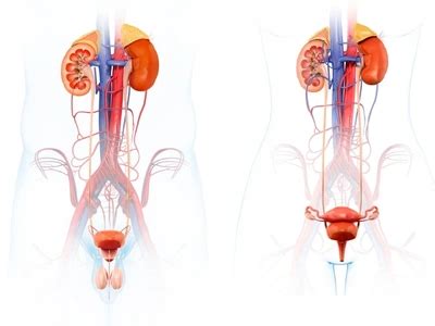 Ureaplasma Transmission | STDWatch.com