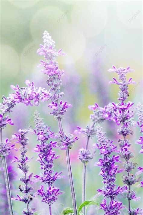 847 Wallpaper Bunga Lavender Images - MyWeb