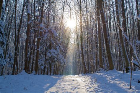 Free Images : tree, nature, branch, snow, cold, sun, white, sunlight ...