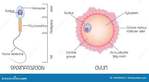 Structure of egg and sperm stock vector. Illustration of ovarian - 136509423