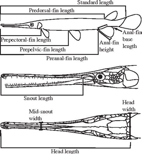 Figure 2 from Sexual dimorphism in longnose gar Lepisosteus osseus. | Semantic Scholar