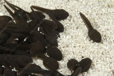 Common toad tadpoles - Stock Image - C010/9430 - Science Photo Library