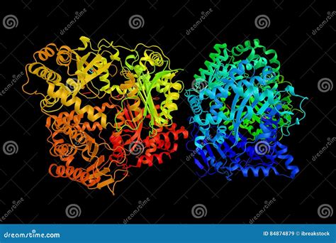 Brain Natriuretic Peptide, a 32-amino Acid Polypeptide Stock ...