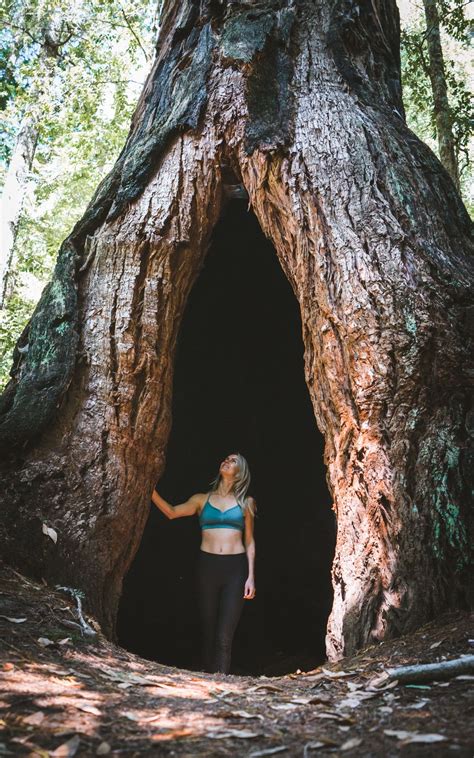 5 Amazing Day Hikes At Big Basin Redwoods State Park | Big basin ...