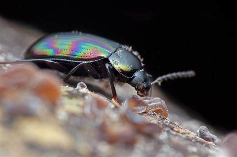 Darkling Beetle Photograph by Melvyn Yeo/science Photo Library - Fine ...