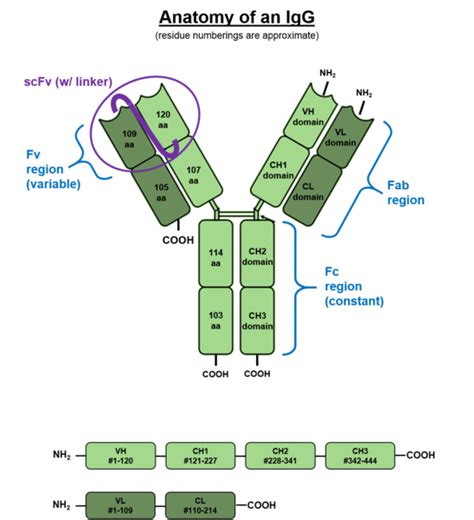 Difference Between IgG and IgM | Definition, Structure, Function in the Immune System and ...