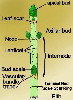 Node