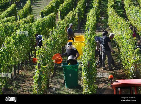 Grape picker harvesting grapes for wine making in the Alsace region of ...