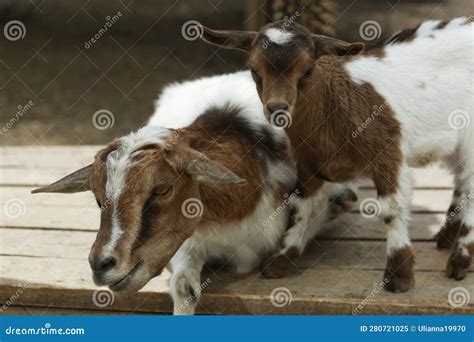 Mother and Baby Goat on Summer Farm Background Stock Image - Image of ...