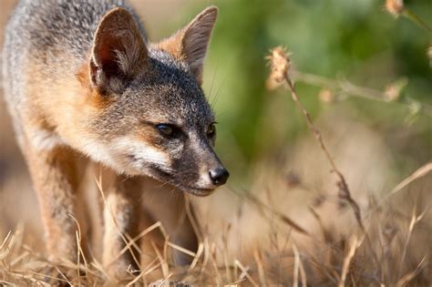 NATURE IN FOCUS: Capturing the Island Fox | Nature and Wildlife | Discovery