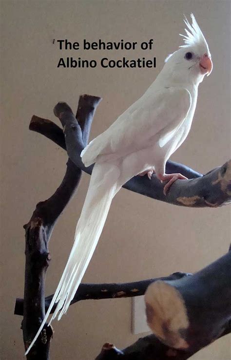 Albino Cockatiel Breeding, Behave, Food, Care & Lifespan | Cockatiel, Breeding cockatiels, Bird ...