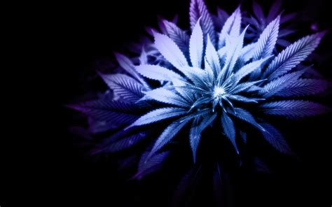 🔥 [60+] Marijuana Leaf Wallpapers | WallpaperSafari