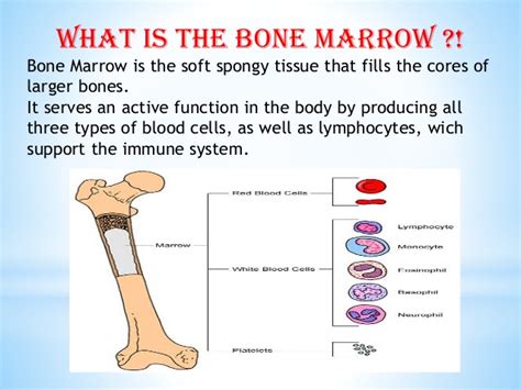 Bone Marrow Transplant Hospitals in India