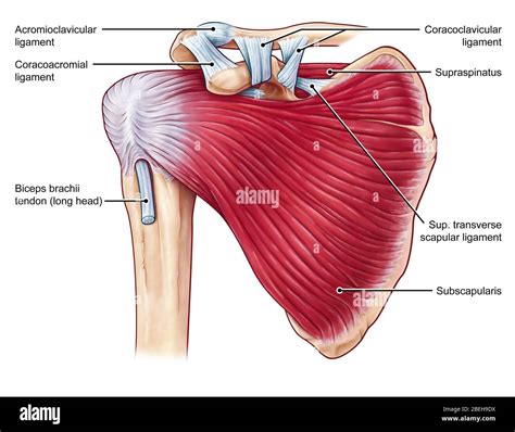 Shoulder Tendon Anatomy : How Do Rotator Cuff Injuries Occur : Maybe you would like to learn ...