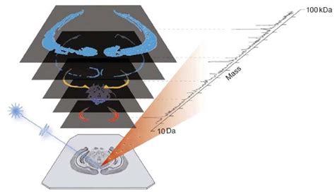 1 Overview of mass spectrometry imaging (MSI). A series of complete ...