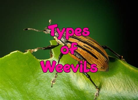 31 Common Types of Weevils (Pictures and Identification)