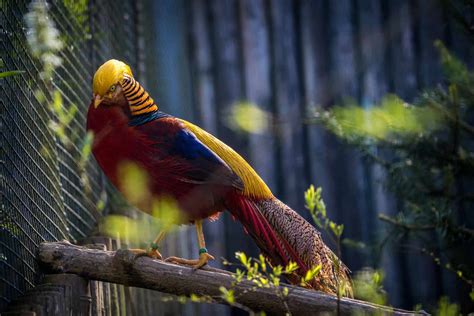 The Golden Pheasant: A Dazzling Feathered Wonder in the Wild