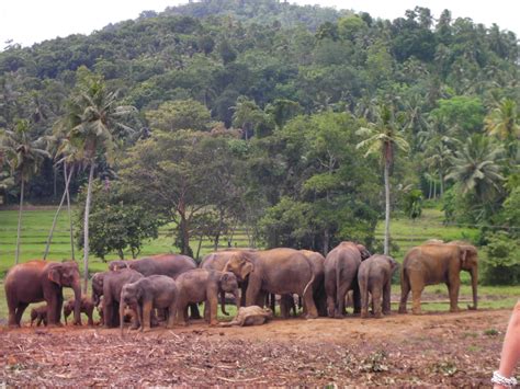 Visiting Wonders: Pinnawala Elephant Orphanage