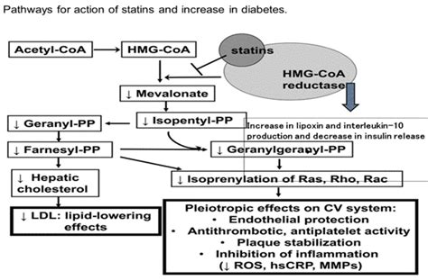 Mechanism of action of statin and decrease in insulin secretion ...