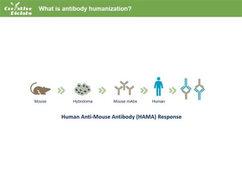 Antibody Humanization : Free Download, Borrow, and Streaming : Internet Archive