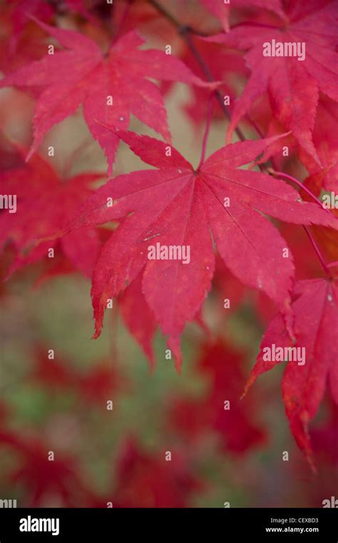 Detailed view of Autumnal colour in deciduous trees. UK Stock Photo - Alamy