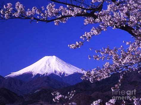 Mount Fuji and Cherry Blossoms Photograph by AAR Reproductions - Fine ...