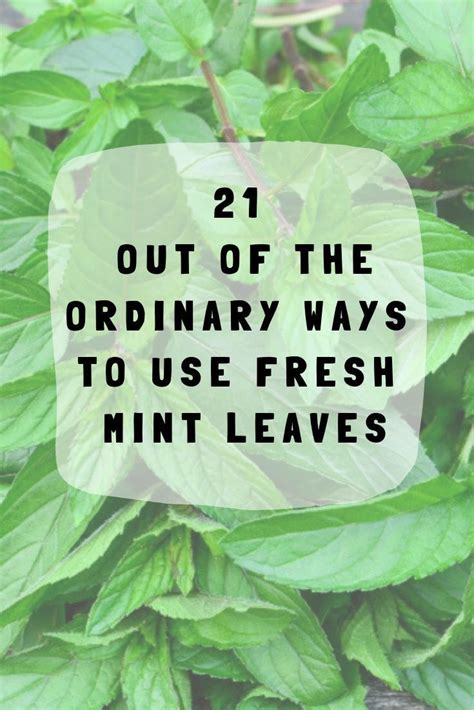 21 Out Of The Ordinary Ways To Use Fresh Mint Leaves | Fresh mint leaves, Mint recipes fresh ...