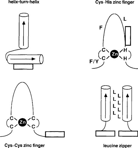 [PDF] Helix-turn-helix, zinc-finger, and leucine-zipper motifs for eukaryotic transcriptional ...