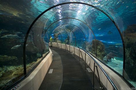 Aquarium Barcelone - Tunnel | Une partie du Tunnel de l'Aqua… | Flickr