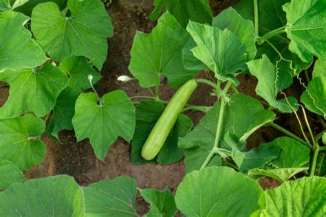 Bottle Gourd: Facts, Benefits, Grow & Care Tips in 2023