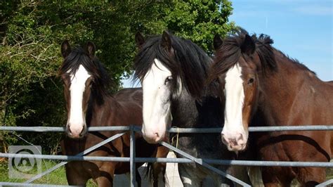 Shire horses Shire Horse, Horse Farms, Campsite, Theme Park, Horses, Animals, Zoos, Parks, Centre