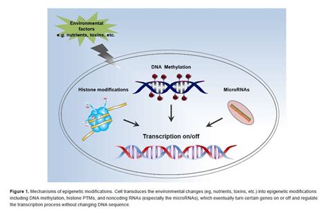 What Is Epigenetic Inheritance? » ScienceABC