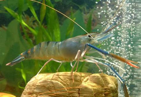 Giant Freshwater Prawn – Macrobrachium rosenbergii - Other