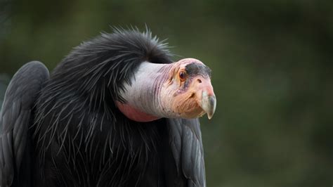 How a High-Tech Egg Could Help the Endangered California Condor - The New York Times