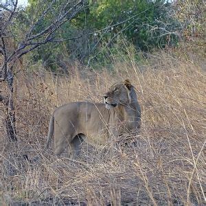 Lion Benin Wildlife | AfricaHunting.com