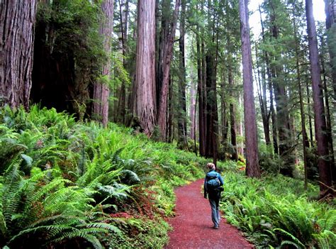 Into the Redwoods: Hike the Fern Canyon, James Irvine and Prairie Creek Trails