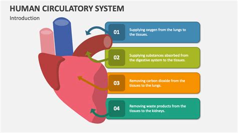 Human Circulatory System PowerPoint Presentation Slides - PPT Template