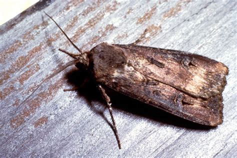 Bogong Moth - Melbourne Museum