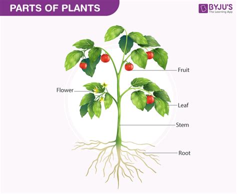 Parts Of Plants Diagram