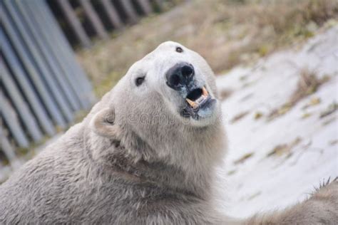 Roaring Polar Bear with Cub (captive) Stock Image - Image of wildlife, aalborg: 9598459