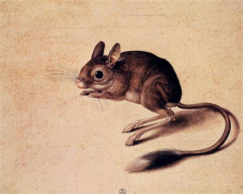 Jacopo Ligozzi ( 1547–1626 ) Флора-фауна и графика. | Gerbil, Animal ...