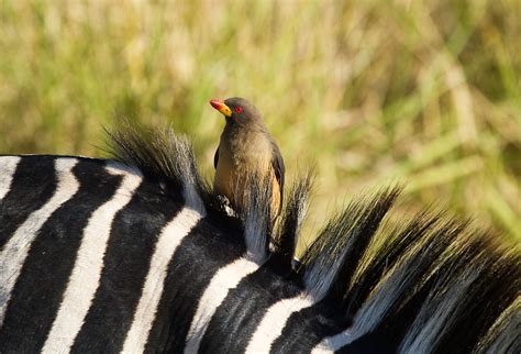 Oxpecker in a Zebra's mane | best viewed large | Brian Scott | Flickr