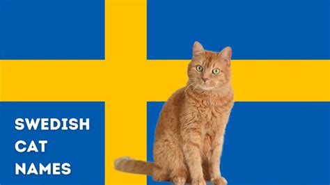 150+ Swedish Cat Names {with meanings} - worldpetinfo.com